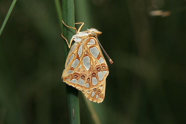 Dostojka latonia [Issoria lathonia]