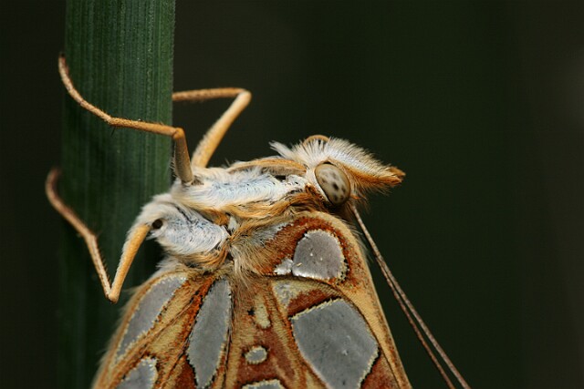 Dostojka latonia [Issoria lathonia]