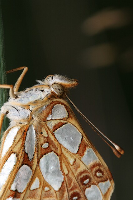 Dostojka latonia [Issoria lathonia]