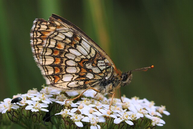 Przeplatka atalia [Melitaea athalia]