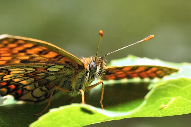 Przeplatka atalia [Melitaea athalia]
