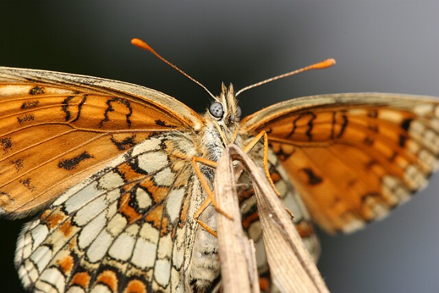 Przeplatka atalia [Melitaea athalia]