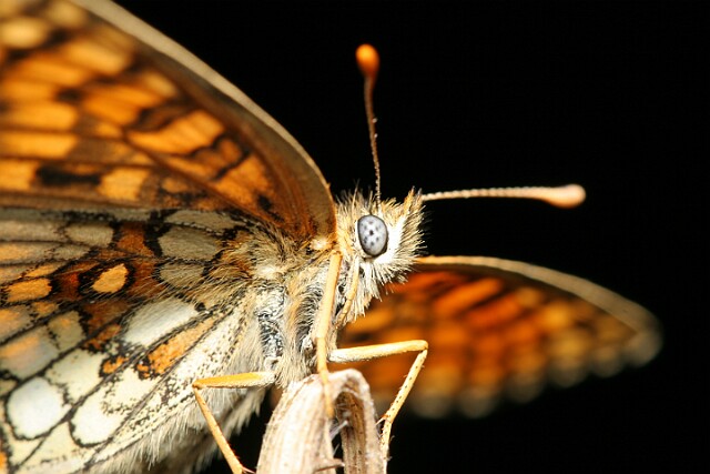 Przeplatka atalia [Melitaea athalia]