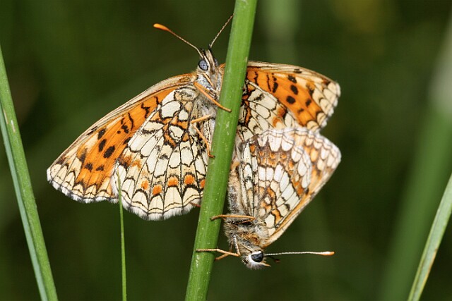 Przeplatka atalia [Melitaea athalia]
