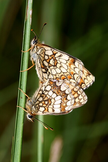 Przeplatka atalia [Melitaea athalia]