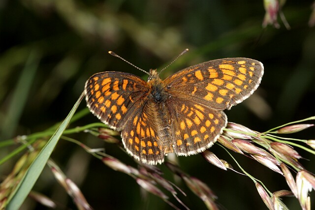 Przeplatka atalia [Melitaea athalia]