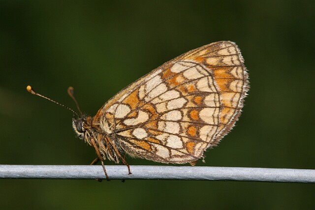 Przeplatka atalia [Melitaea athalia]