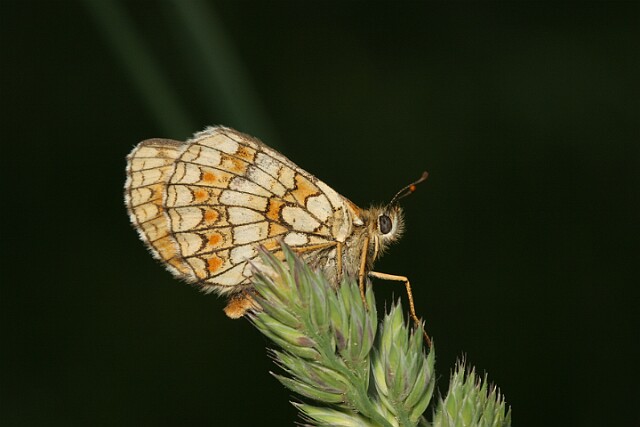 Przeplatka atalia [Melitaea athalia]