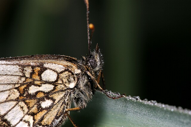 Przeplatka atalia [Melitaea athalia]