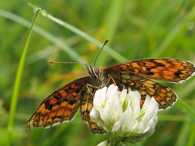 Przeplatka atalia [Melitaea athalia]