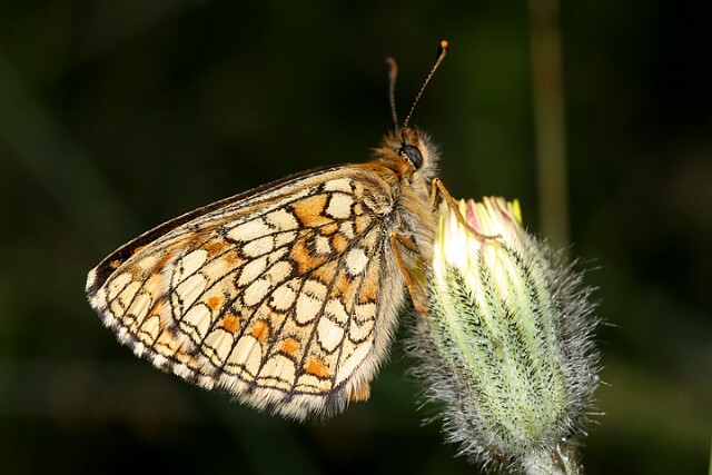 Przeplatka atalia [Melitaea athalia]