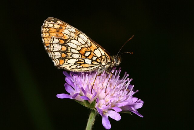 Przeplatka atalia [Melitaea athalia]