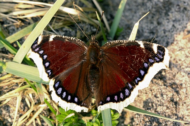 Rusałka żałobnik [Nymphalis antiopa]