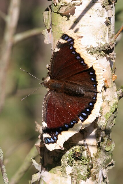 Rusałka żałobnik [Nymphalis antiopa]