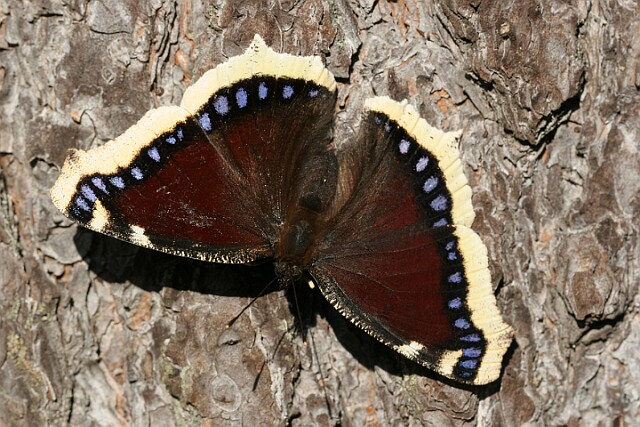Rusałka żałobnik [Nymphalis antiopa]