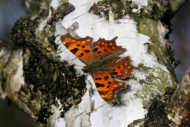 Rusałka ceik Polygonia c-album