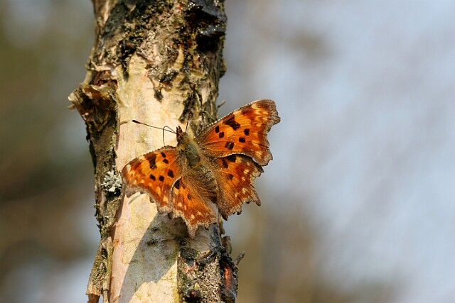 Rusałka ceik Polygonia c-album