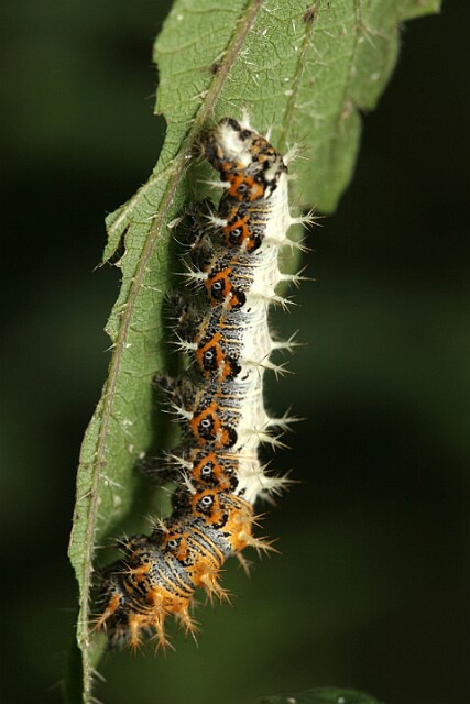 Rusałka ceik gasienica Polygonia c-album