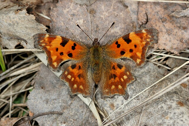 Rusałka ceik Polygonia c-album