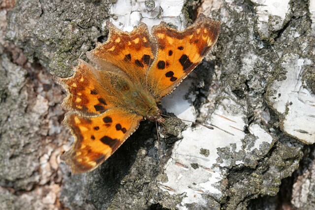 Rusałka ceik Polygonia c-album