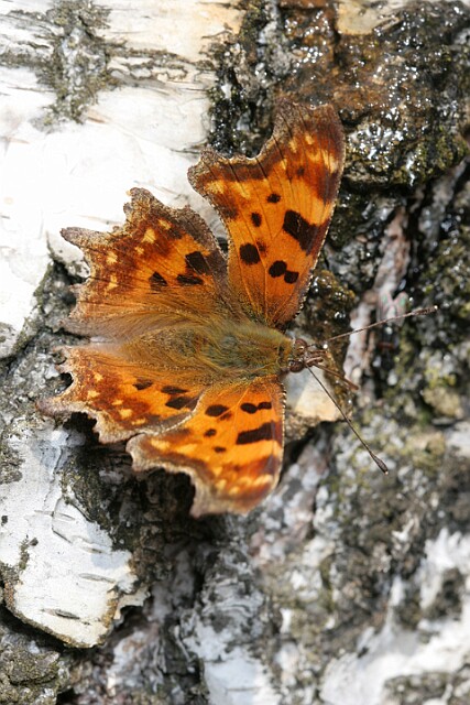 Rusałka ceik Polygonia c-album