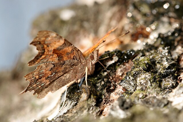 Rusałka ceik Polygonia c-album