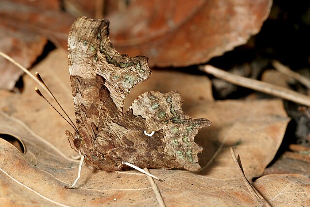 Rusałka ceik Polygonia c-album