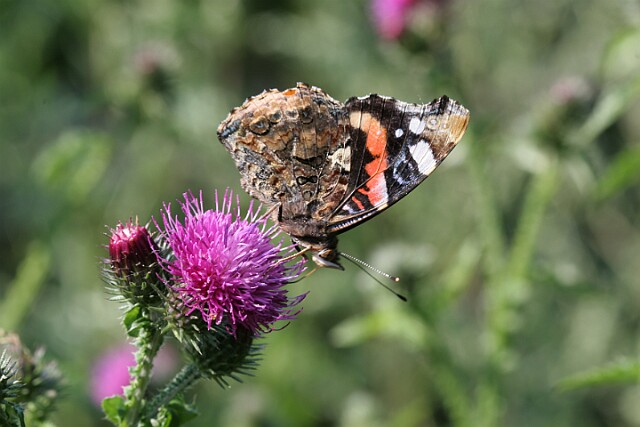 Rusałka admirał Vanessa atalanta