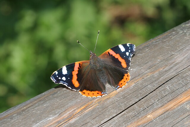Rusałka admirał Vanessa atalanta