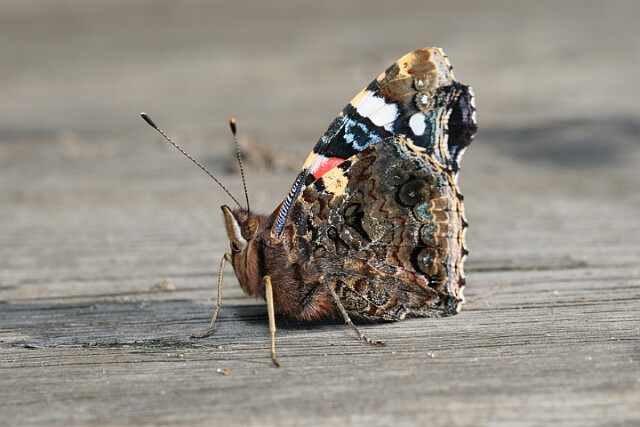 Rusałka admirał Vanessa atalanta