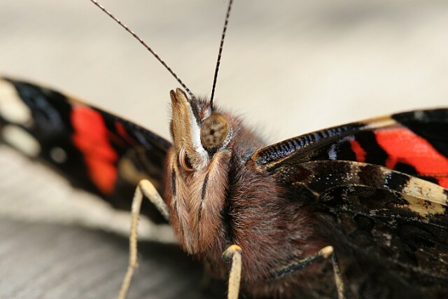 Rusałka admirał Vanessa atalanta
