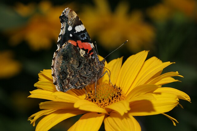 Rusałka admirał Vanessa atalanta