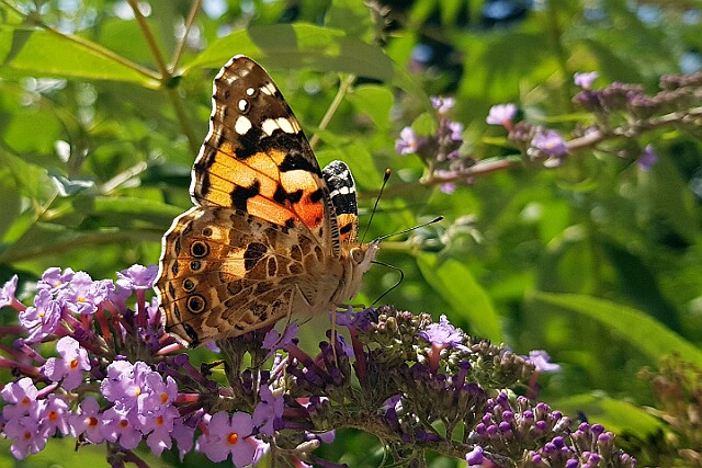 Rusałka osetnik Vanessa cardui