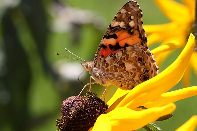 Rusałka osetnik Vanessa cardui