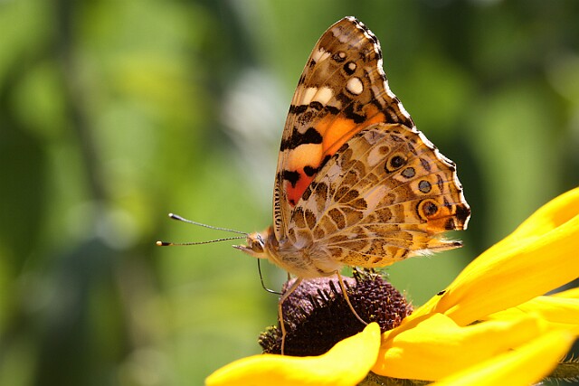 Rusałka osetnik Vanessa cardui