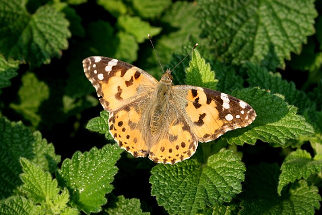 Rusałka osetnik Vanessa cardui