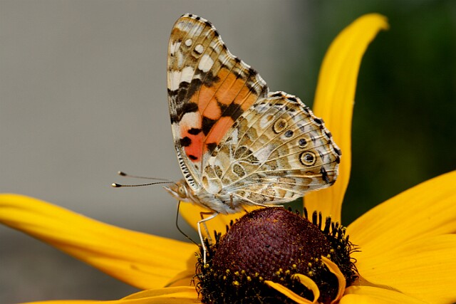 Rusałka osetnik Vanessa cardui