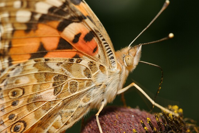 Rusałka osetnik Vanessa cardui