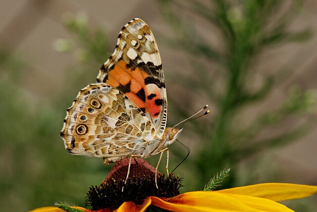 Rusałka osetnik Vanessa cardui