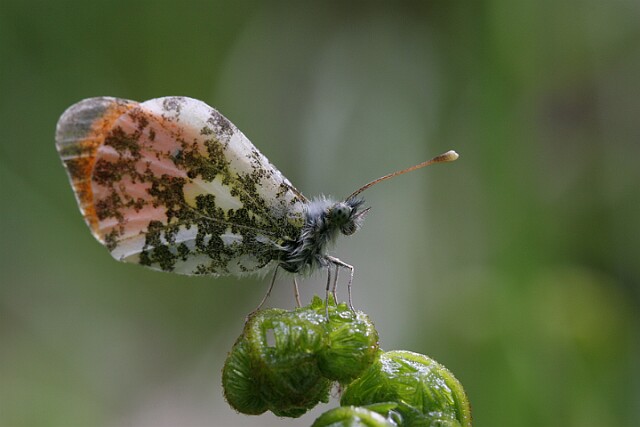 Zorzynek rzeżuchowiec Anthocharis cardamines