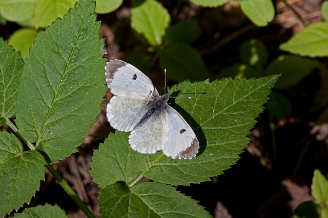Zorzynek rzeżuchowiec samica - Anthocharis cardamines