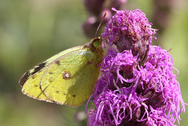 Szlaczkoń siarecznik Colias hyale (Linnaeus, 1758)