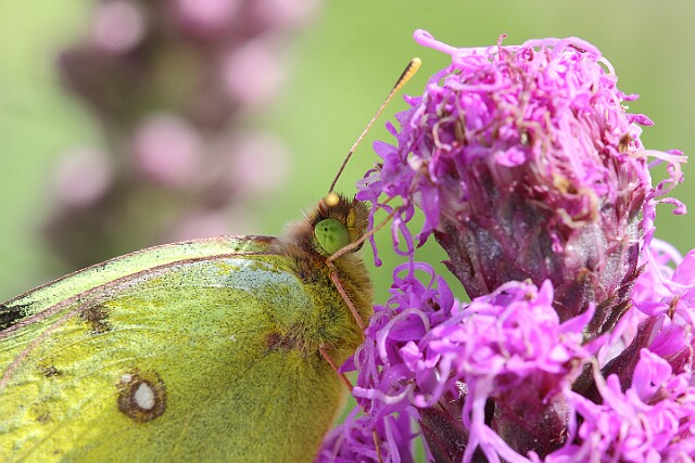Szlaczkoń siarecznik Colias hyale (Linnaeus, 1758)