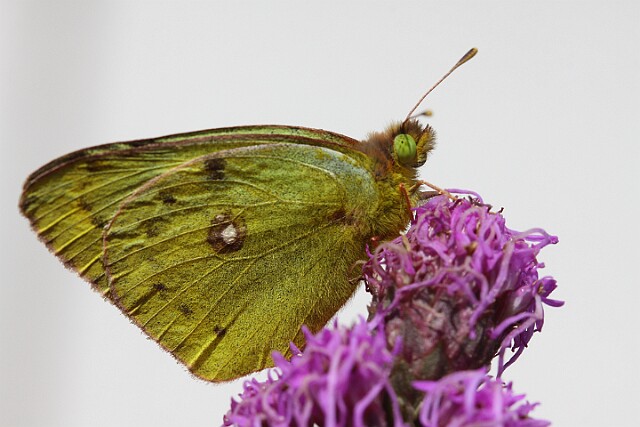 Szlaczkoń siarecznik Colias hyale (Linnaeus, 1758)