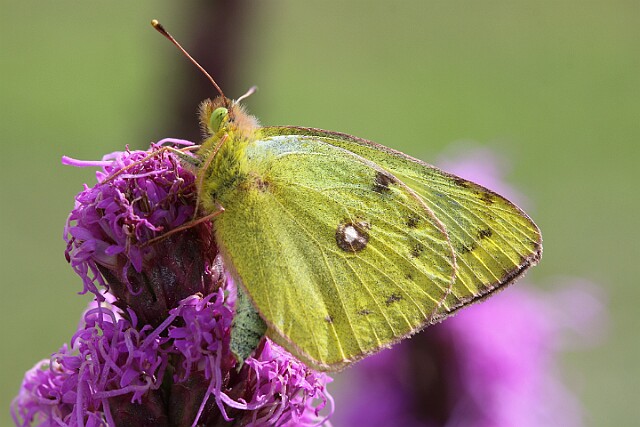 Szlaczkoń siarecznik Colias hyale (Linnaeus, 1758)
