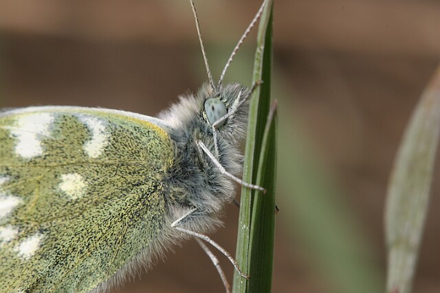 Bielinek rukiewnik Bielinek rukiewnik lac. Pieris daplidice