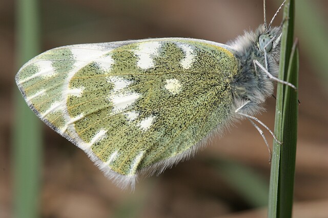 Bielinek rukiewnik Bielinek rukiewnik lac. Pieris daplidice