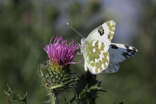 Bielinek rukiewnik lac. Pieris daplidice