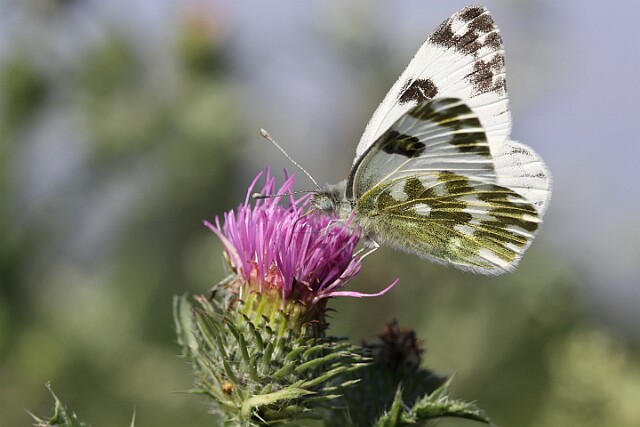 Bielinek rukiewnik lac. Pieris daplidice