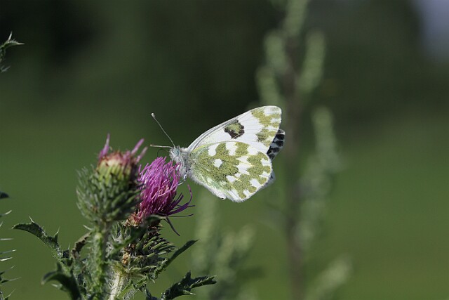 Bielinek rukiewnik lac. Pieris daplidice